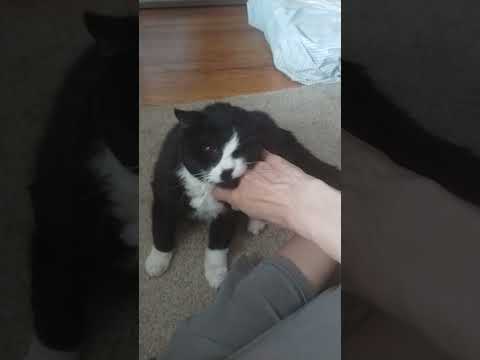 Shadow update hope to find the proper seizure med thanks to Stacy #catslover #catsofyoutube