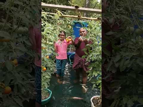 Amazing Aquaponic Farm: Integrated Fish and Vegetable Farming 🍅🐟