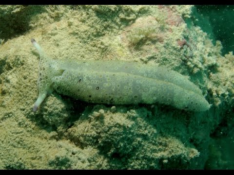 The Science of Slugs: Everything You Wanted to Know About Kleptoplasty, But Were Afraid to Ask